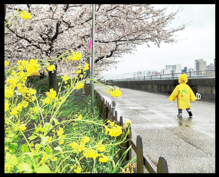 春雨の降りしきる浅草桜ツアー(桜橋花まつり@浅草)⑨