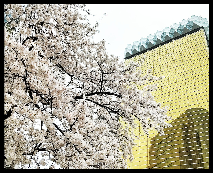春雨の降りしきる浅草桜ツアー(桜橋花まつり@浅草)⑩