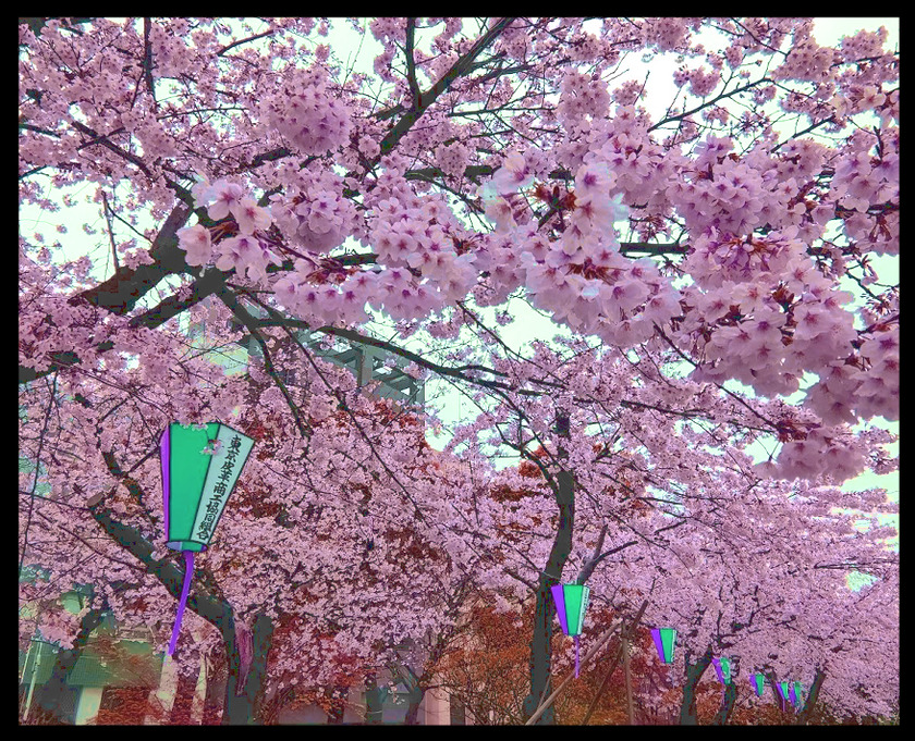 春雨の降りしきる浅草桜ツアー(桜橋花まつり@浅草)⑦