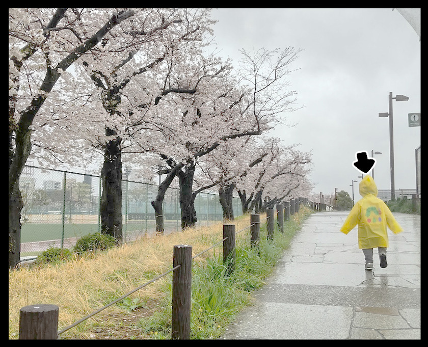 春雨の降りしきる浅草桜ツアー(桜橋花まつり@浅草)⑧