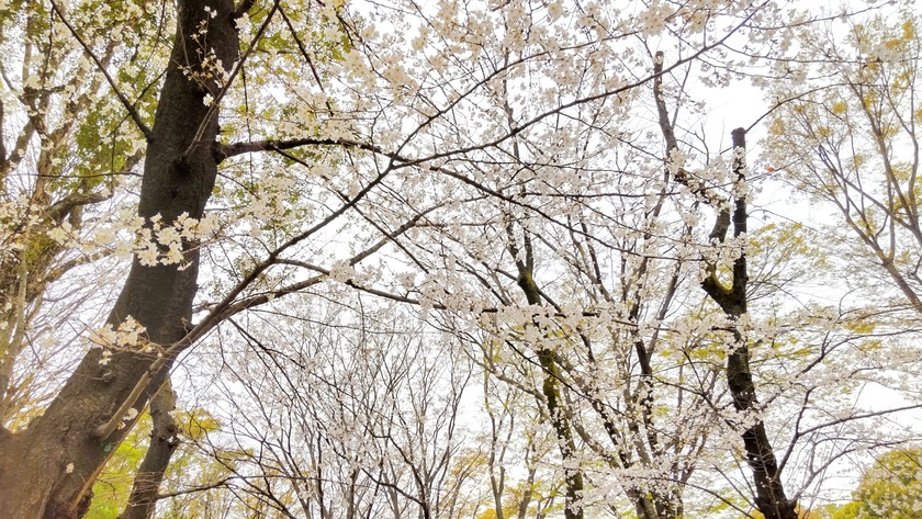 上野公園の桜