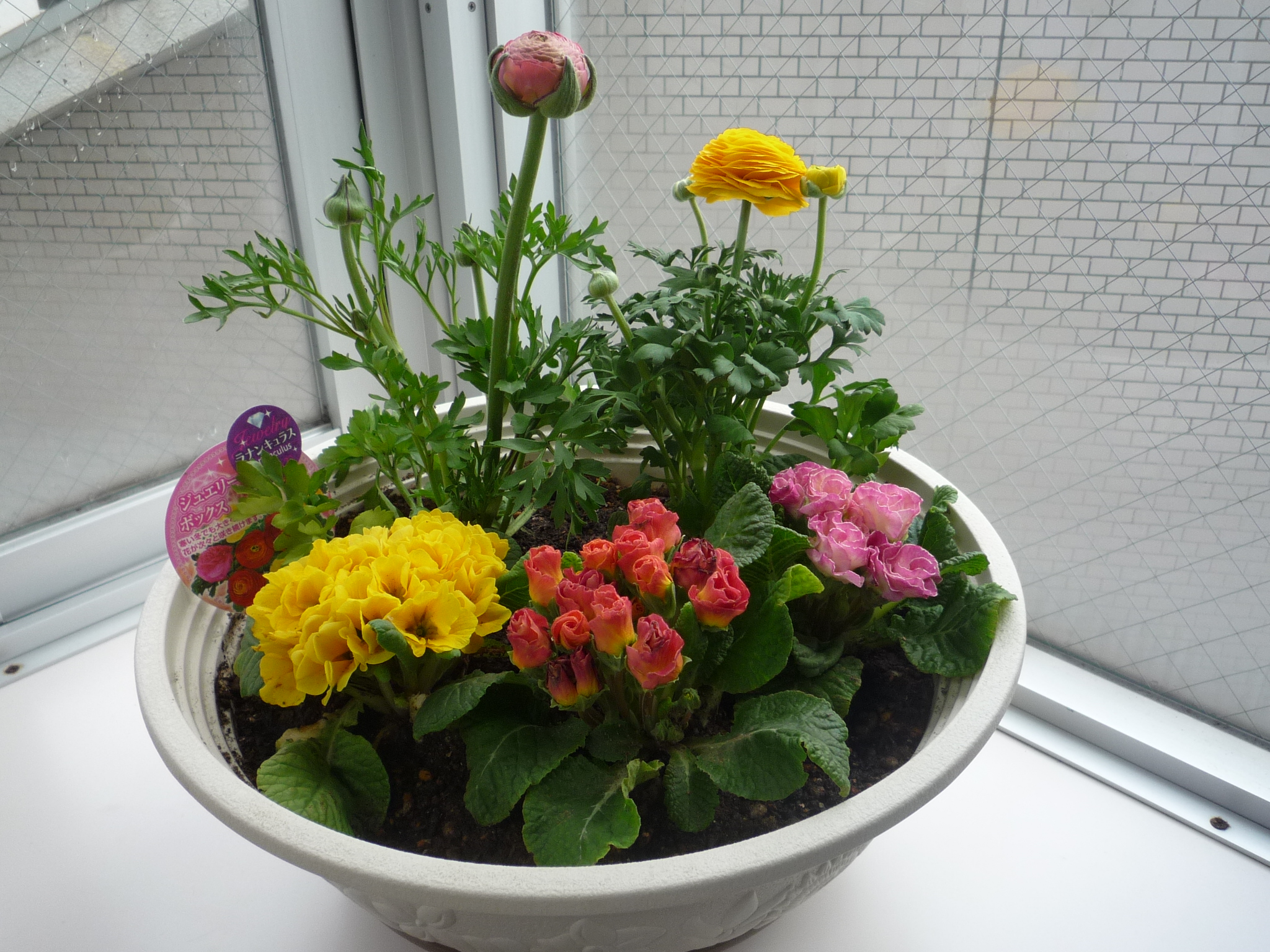 自然共生スタッフブログ 寄せ植え Livedoor Blog ブログ