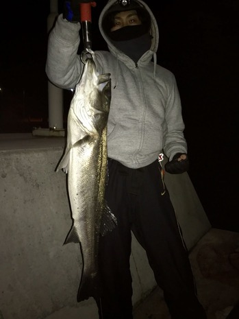 スズキ85cmオーバー