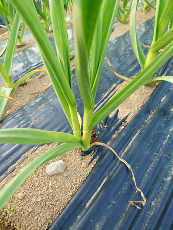 1746692772152 のコピー