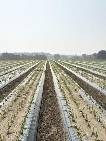 1774916055993 �Υ��ԡ�