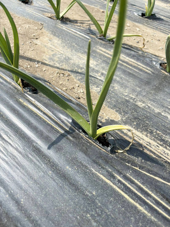 1774916056108 �Υ��ԡ�