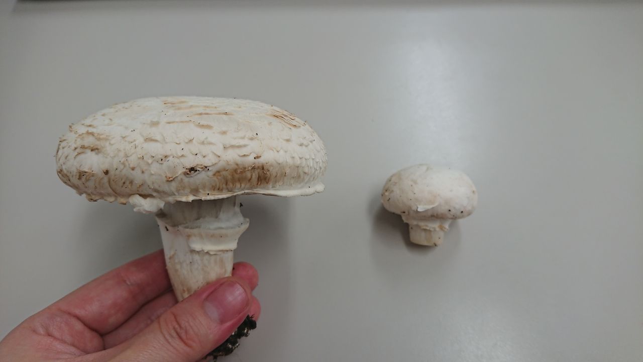 自然共生スタッフブログ 牛窓マッシュルーム Livedoor Blog ブログ