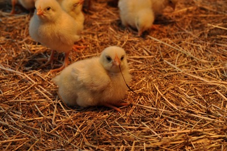 ����ưʪ�ࡡ�ҥ襳