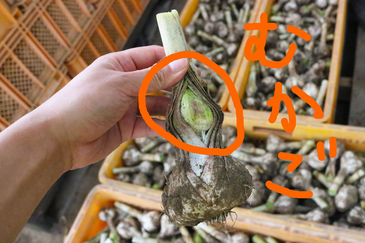 自然共生スタッフブログ にんにくのむかご Livedoor Blog ブログ