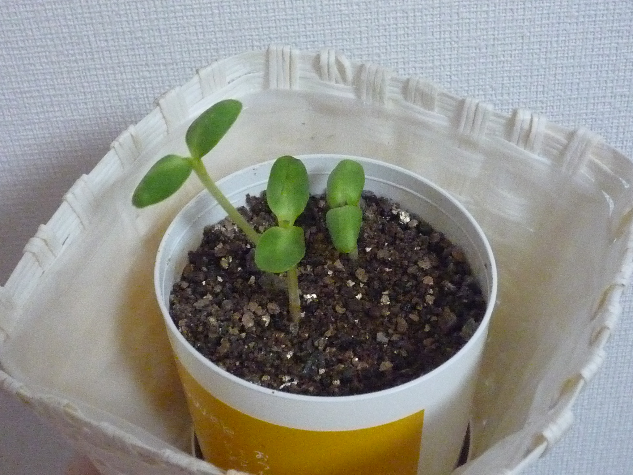 自然共生スタッフブログ ひまわり観察日記 成長 Livedoor Blog ブログ