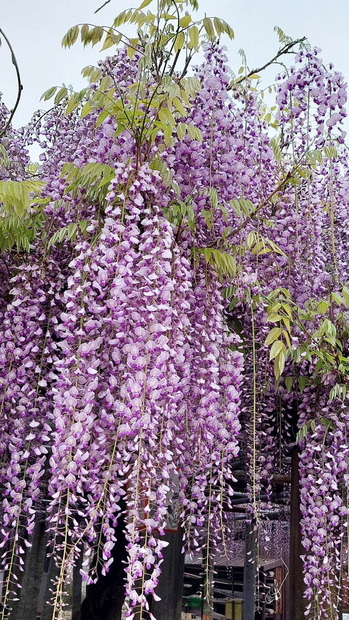 1713854892676 �Υ��ԡ�