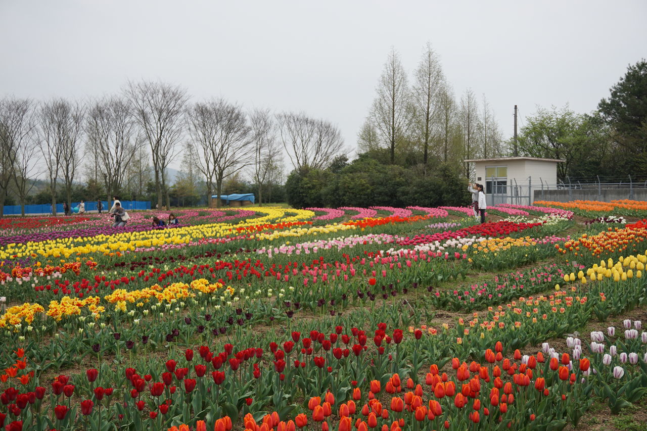 自然共生スタッフブログ 世羅高原チューリップ祭15 Livedoor Blog ブログ