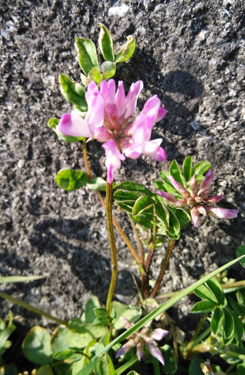 1771460613708 のコピー