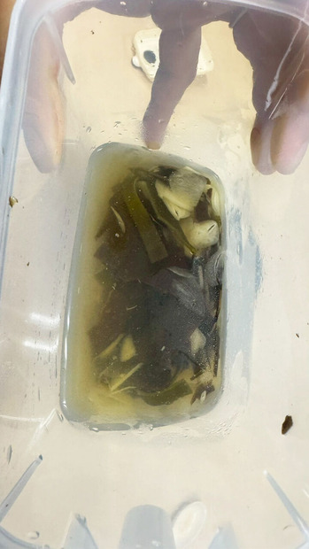 1756252728217 のコピー