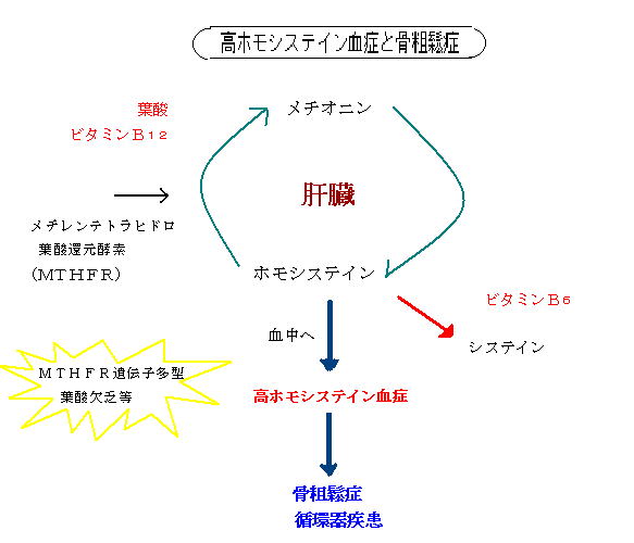 shizennochikaraのブログ                shizennochikara