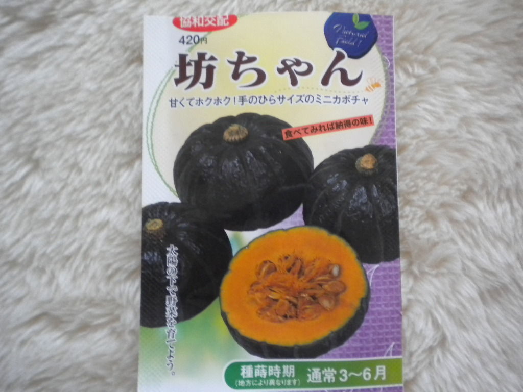 家庭菜園で野菜栽培を実践するブログ ミニカボチャ 坊ちゃん 種まき 坊ちゃんかぼちゃの育て方