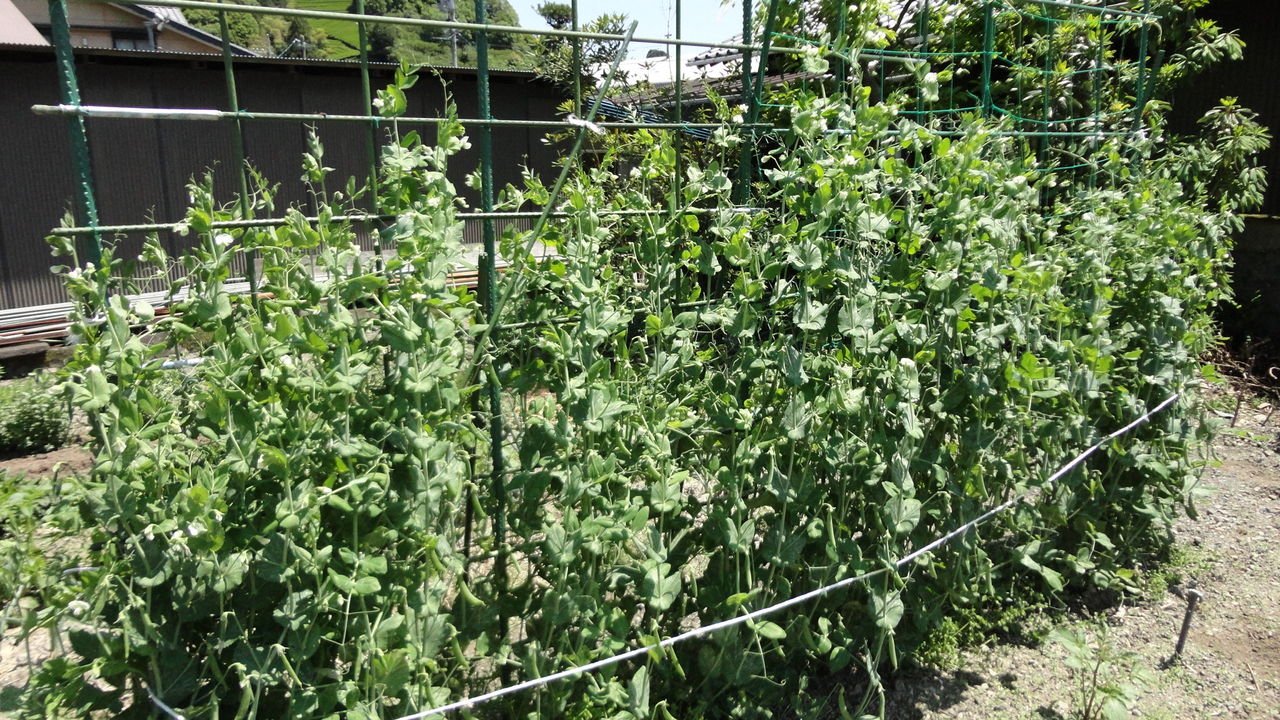 家庭菜園で野菜栽培を実践するブログ エンドウ栽培 スナップエンドウ収穫