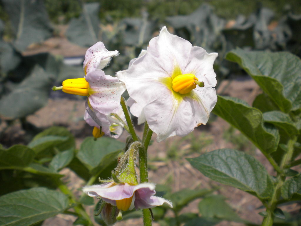 家庭菜園で野菜栽培を実践するブログ じゃがいも 栽培 家庭菜園で野菜栽培を実践するブログ じゃがいも 栽培