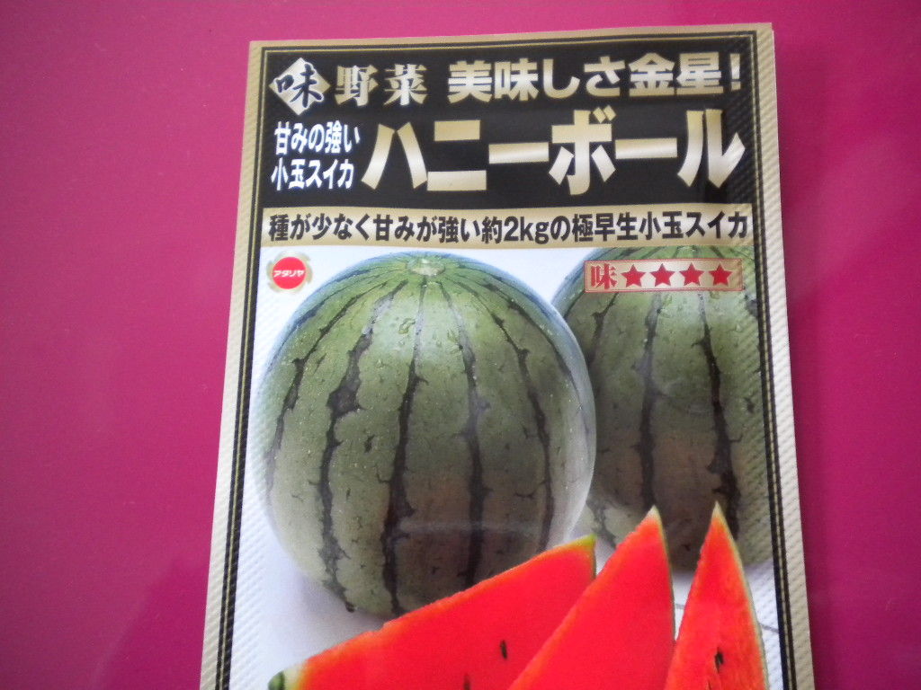 家庭菜園で野菜栽培を実践するブログ ミニスイカの種を蒔きました ハニーボール 家庭菜園で野菜栽培を実践するブログ ミニスイカの種を蒔きました ハニーボール