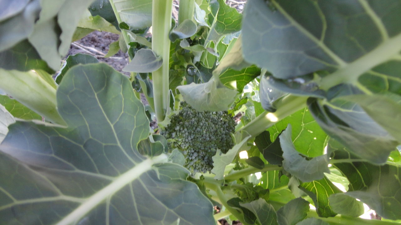 家庭菜園で野菜栽培を実践するブログ ブロッコリー スティックセニョール 栽培 成長から収穫まで記録