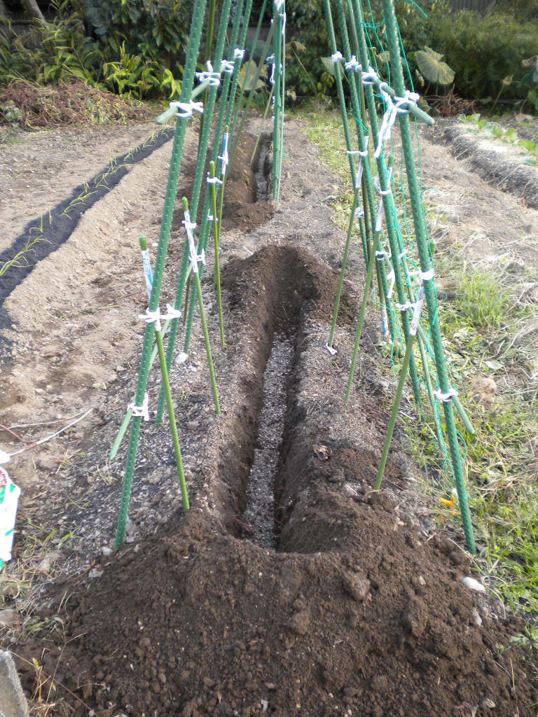 家庭菜園で野菜栽培を実践するブログ エンドウの育て方 スナップエンドウ スナックエンドウ 蒔きました つるありえんどう スナック７５３ スナック