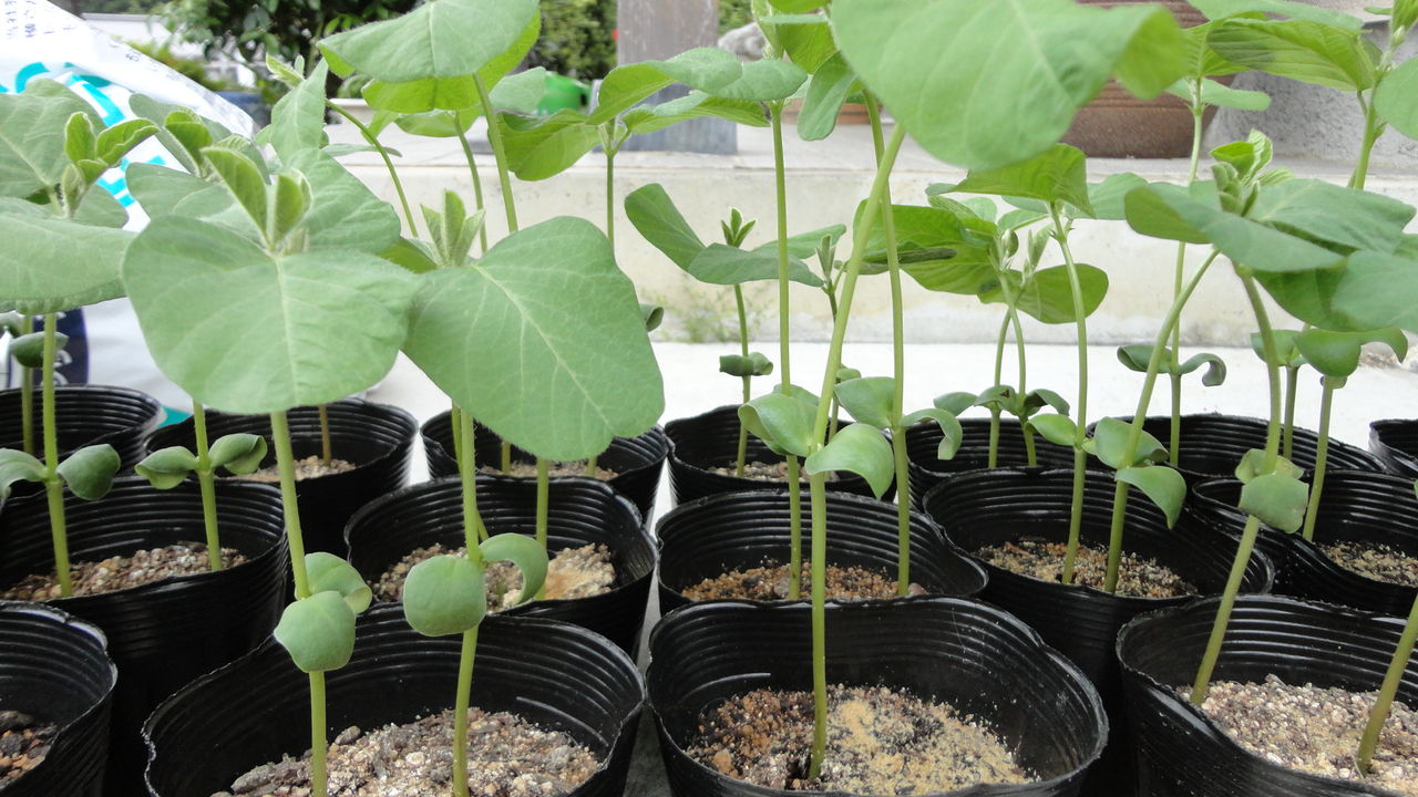 家庭菜園で野菜栽培を実践するブログ エダマメ栽培 だだちゃ豆 庄内1号 種まき 定植 家庭菜園で野菜栽培を実践するブログ エダマメ栽培 だだちゃ豆 庄内1号 種まき 定植