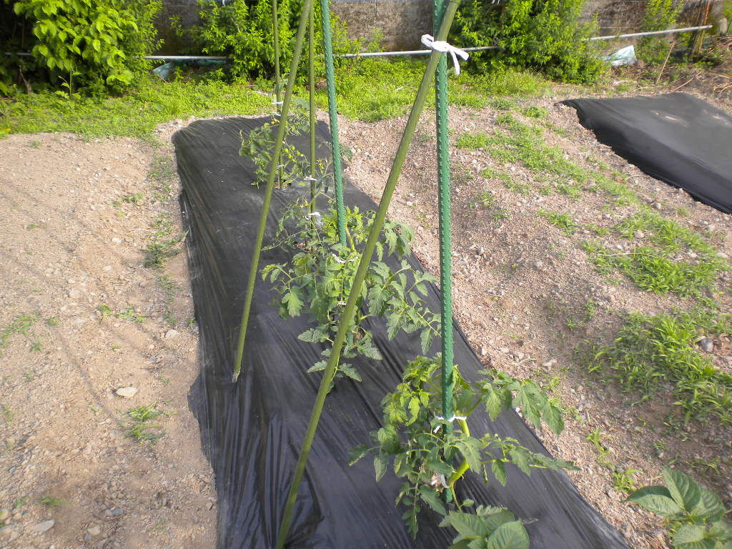 家庭菜園で野菜栽培を実践するブログ トマト支柱立て 収穫