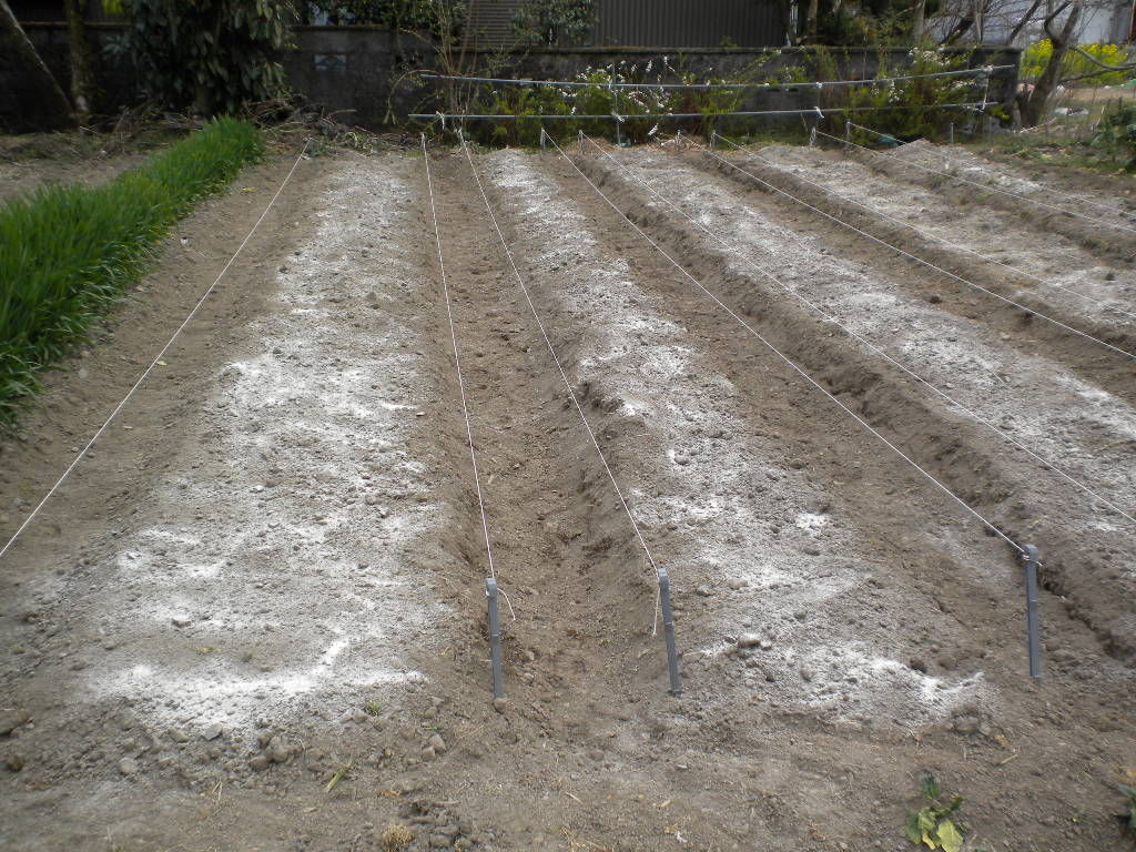 家庭菜園で野菜栽培を実践するブログ 土づくりから始めました