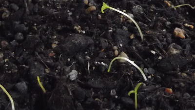 槍けいとう3 2012-05-15 15-12-16