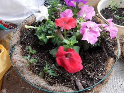 ペチュニア２ 2012-05-25 9-08-18