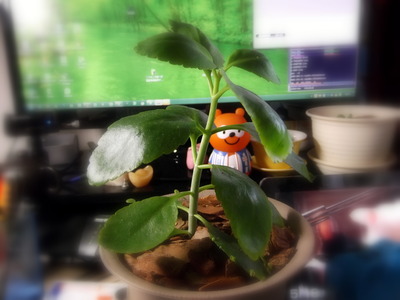 セイロンベンケイ１ 2012-05-18 8-17-50