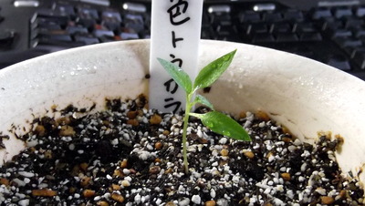 五色とうがらし 2012-05-15 15-42-50