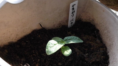 バラード３ 2012-05-16 14-49-54