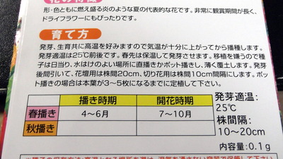 槍けいとう2 2012-05-15 15-14-43