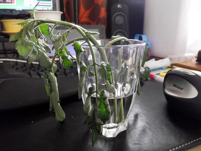 オレンジパルチェ＿元気がない状態 2012-05-13 9-49-21