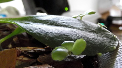 セイロンベンケイ２ 2012-05-18 8-27-12