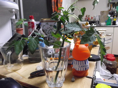 オレンジパルチェ＿元気になった状態 2012-05-13 19-58-09