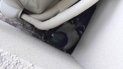 ねずみ駆除 2012-05-30 11-56-26