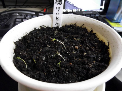 槍けいとう1 2012-05-15 15-12-23