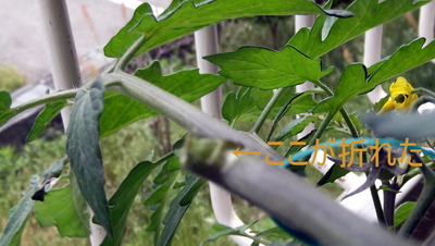 オレンジパルチェ＿折れた 2012-05-14 13-31-17