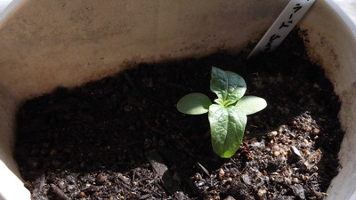 バラード２ 2012-05-16 14-49-58