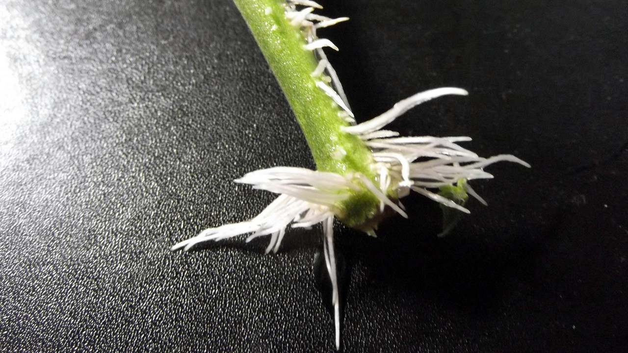 メネデール すげぇ オレンジパルチェの挿し芽があっけなく発芽 大人の発達障害と向き合う静葉ちゃんの試験室 メネデール すげぇ オレンジパルチェの挿し芽があっけなく発芽 大人の発達障害と向き合う静葉ちゃんの試験室