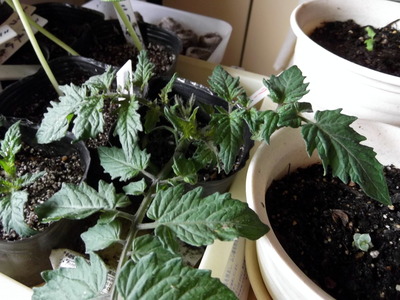 オレンジパルチェ＿本幹の挿し芽 2012-05-14 13-32-04