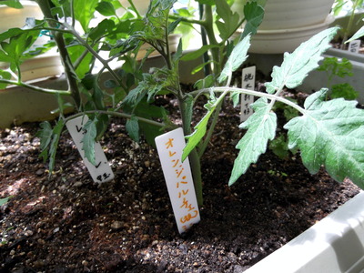 オレンジパルチェ3 2012-05-12 10-49-23