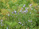 �ҥ᥷�㥷゙��_8522_8-16-2025