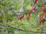 2019.10.5n