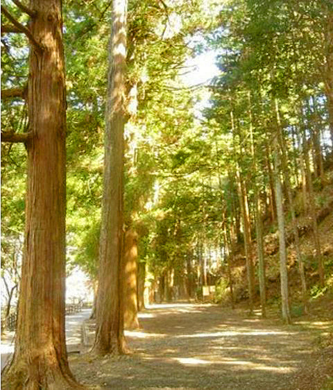 20067