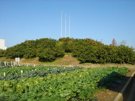 00shizuoka静岡観光おでかけガイド