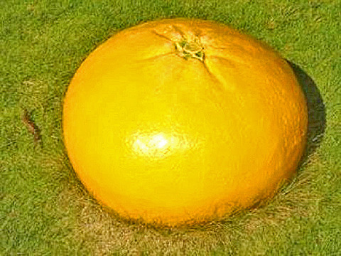33032
