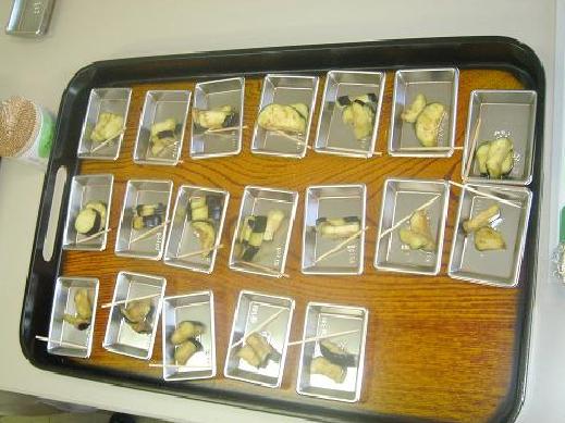 農業研究施設の一般公開 野菜茶業研究所 金谷茶業研究拠点 静岡県島田市金谷 旧榛原郡金谷町 猪土居2769 00shizuoka静岡観光おでかけガイド